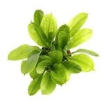 Echinodorus par. 'Tropica'