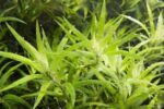 Heteranthera zosterifolia (Star grass)