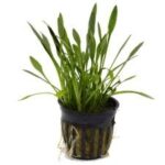 Cryptocoryne parva