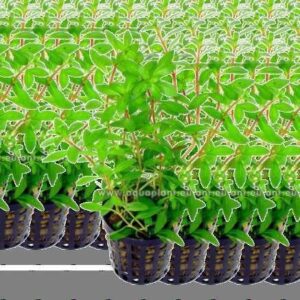 Ludwigia Brevipes Live Plant — Ludwigia brevipes