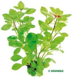 Ludwigia Palustris Live Plant — Ludwigia palustris