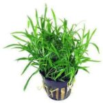 Microsorum Trident Live Plant — Microsorum pteropus 'Trident'