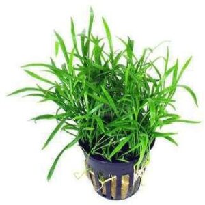 Microsorum Trident Live Plant — Microsorum pteropus 'Trident'