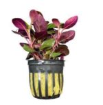 Microsorum Pteropus Serpent Plant — Microsorum pteropus 'Serpent'