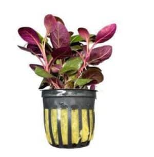 Microsorum Pteropus Serpent Plant — Microsorum pteropus 'Serpent'