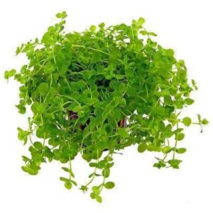 Nomaphila Long Leaf Plant — Nomaphila sp. 'Long Leaf'