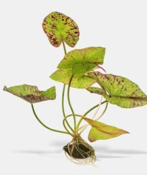 Nymphaea Foxfire Live Plant — Nymphaea 'Foxfire'