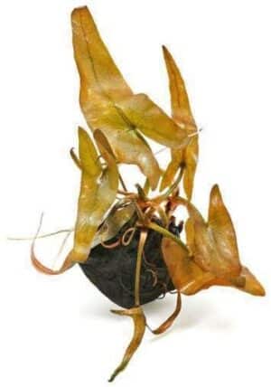 Pellia Endivifolia Live Plant — Pellia endivifolia