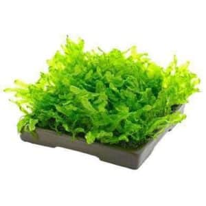 Rotala Rotundifolia Green Plant — Rotala rotundifolia 'Green'
