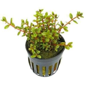 Rotala Macrandra Narrow Leaf Plant — Rotala macrandra 'Narrow Leaf'