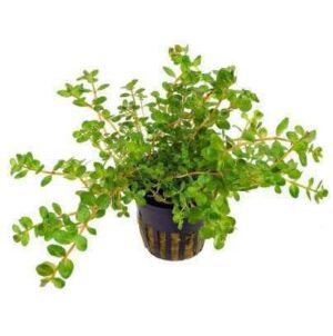 Rotala Macrandra Small Leaf Plant — Rotala macrandra 'Small Leaf'