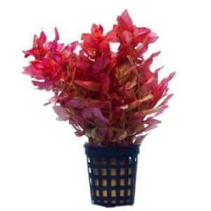Rotala Nanjenshan Live Plant — Rotala 'Nanjenshan'