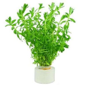 Rotala Macrandra Big Leaf Plant — Rotala macrandra 'Big Leaf'