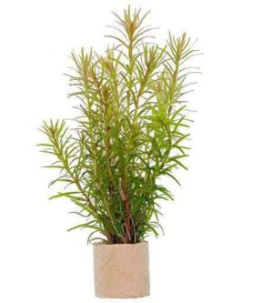 Rotala Macrandra Green Plant — Rotala macrandra 'Green'