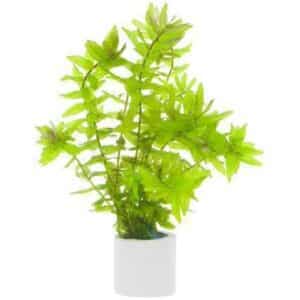 Rorippa Aquatica Live Plant — Rorippa aquatica