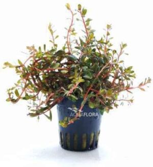 Sagittaria Platyphylla Live Plant — Sagittaria platyphylla