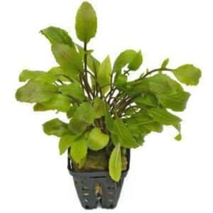 Sagittaria Teres Live Plant — Sagittaria teres