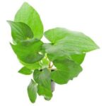 Staurogyne Porto Velho Plant — Staurogyne 'Porto Velho'