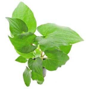 Staurogyne Porto Velho Plant — Staurogyne 'Porto Velho'