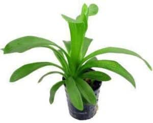 Staurogyne Repens Aquarium Plant — Staurogyne repens