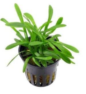 Staurogyne Narrow Leaf Plant — Staurogyne sp. 'Narrow Leaf'