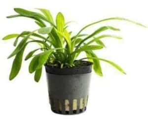 Tonina Belem Live Plant — Tonina sp. 'Belem'