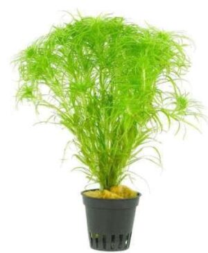 Vallisneria Spiralis Live Plant — Vallisneria spiralis