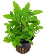 Vallisneria Gigantea Live Plant — Vallisneria gigantea