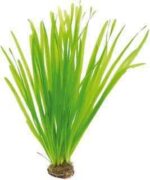 Vallisneria Contortionist Live Plant — Vallisneria 'Contortionist'