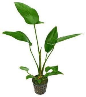 Bacopa Monnieri Plant — Bacopa monnieri