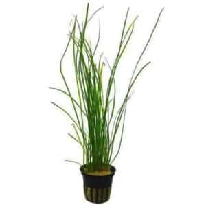 Vesicularia Dubyana Christmas Moss Plant — Vesicularia dubyana 'Christmas Moss'