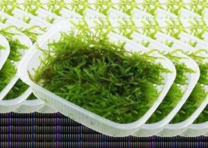 Fissidens Fontanus Live Plant — Fissidens fontanus