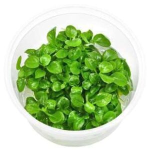 Micranthemum Tweediei Monte Carlo Plant — Micranthemum tweediei 'Monte Carlo'