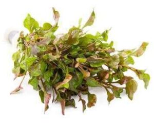 Alternanthera Bettzickiana Aurea Plant — Alternanthera bettzickiana 'Aurea'
