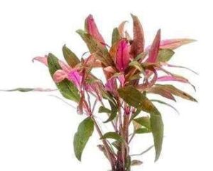 Alternanthera Bettzickiana Red Plant — Alternanthera bettzickiana 'Red'