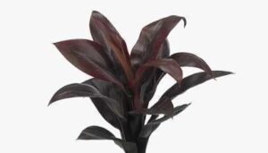 Cordyline Red Edge Plant — Cordyline 'Red Edge'