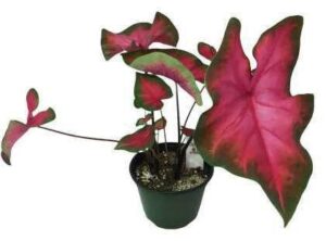 Cordyline Variegated Live Plant — Cordyline 'Variegated'