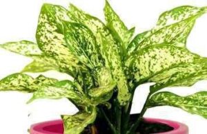 Caladium Frieda Hemple Plant — Caladium 'Frieda Hemple'