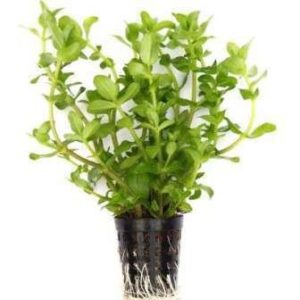 Bacopa Lanigera Variegated Plant — Bacopa lanigera 'Variegated'
