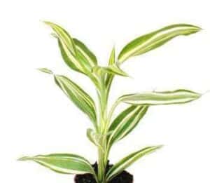 Dieffenbachia Picta Live Plant — Dieffenbachia picta