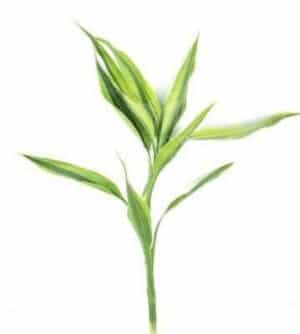 Dracaena Variegatus Gold Plant — Dracaena variegatus 'Gold'