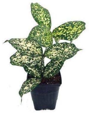 Dracaena Florida Beauty Plant — Dracaena 'Florida Beauty'