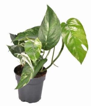 Dracaena Sanderiana Florida Plant — Dracaena sanderiana 'Florida'