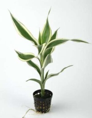 Epipremnum Pinnatum Pothos Plant — Epipremnum pinnatum