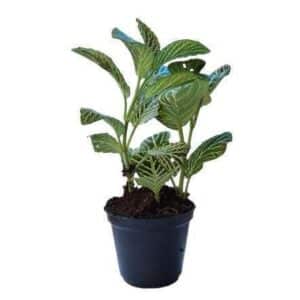 Fittonia Argyroneura Purple Plant — Fittonia argyroneura 'Purple'