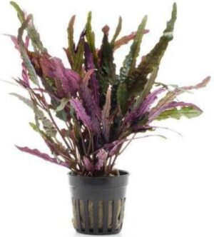 Hemigraphis Repanda Live Plant — Hemigraphis repanda