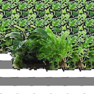 Alternanthera Lilacina Live Plant — Alternanthera lilacina