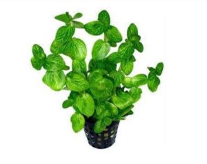 Bacopa Crenata Variegated Plant — Bacopa crenata 'Variegated'