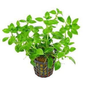 Bolbitis Heteroclita Difformis Plant — Bolbitis heteroclita 'Difformis'