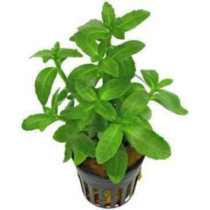 Cabomba Aquatica Plant — Cabomba aquatica